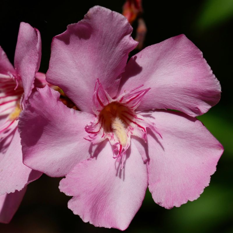 No Antidote Exists For Oleander Poisoning