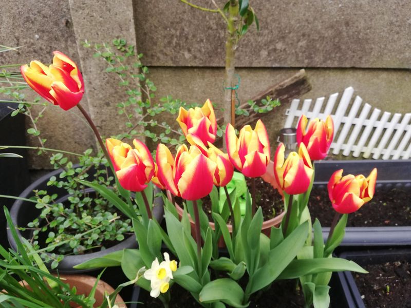 Feed Your Bulbs For Next Year's Performance