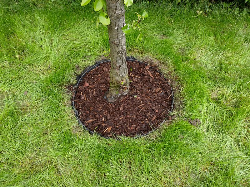 Add A Thick Layer Of Mulch Around The Base