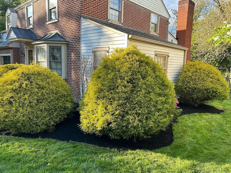 Apply A Thick Layer Of Mulch Around The Base