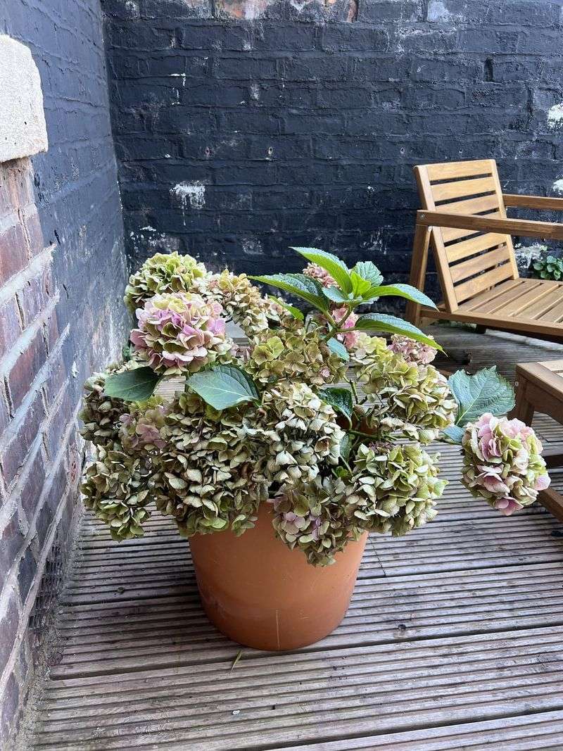 Leave The Dead Flower Heads On The Plant