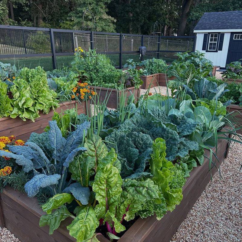 Plant Cold-Hardy Vegetables For Fall Harvests