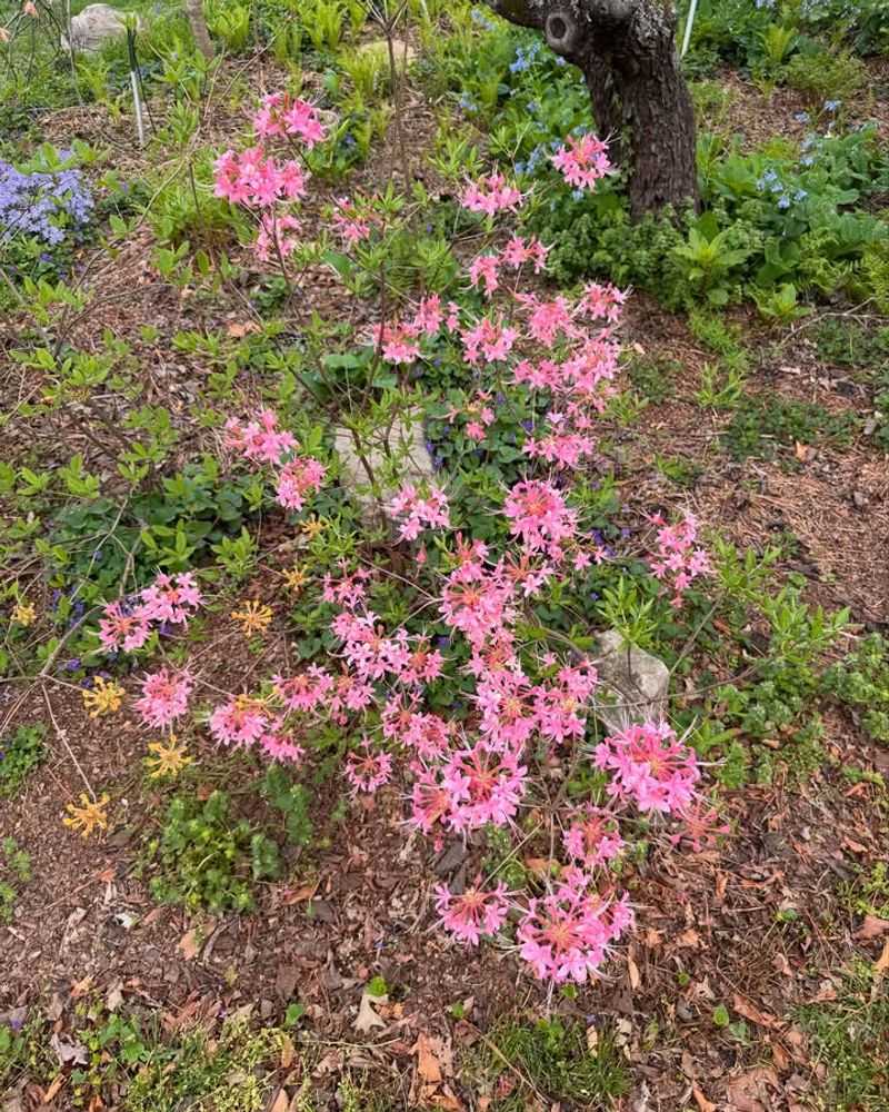 Apply A Thick Layer Of Mulch