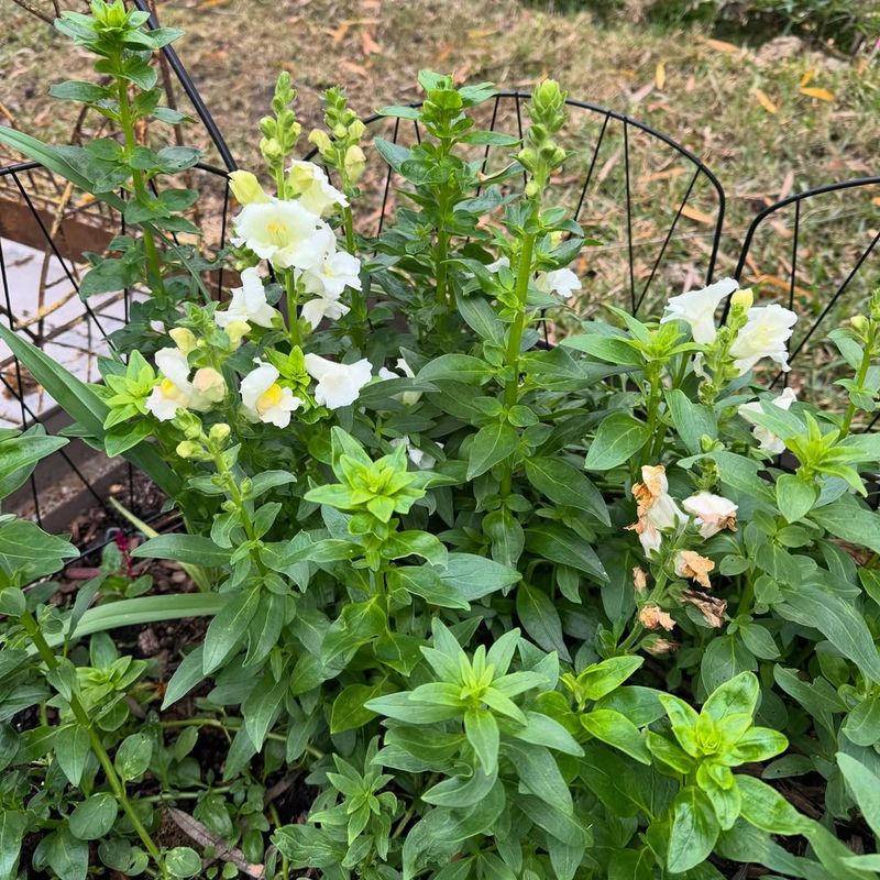 Deadhead Spent Blooms Regularly