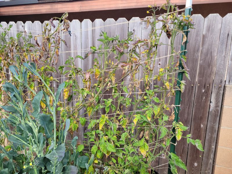 Leave Diseased Plant Material In Garden Beds