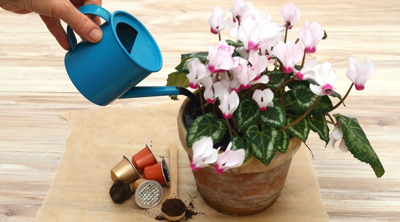 Feed Regularly During Active Growth