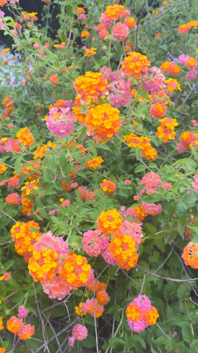 Lantana