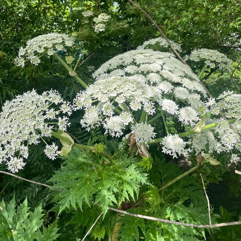 Giant Hogweed