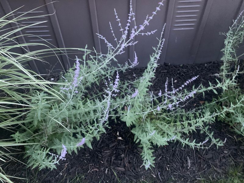 Leaf Litter Accumulates Underneath Growth