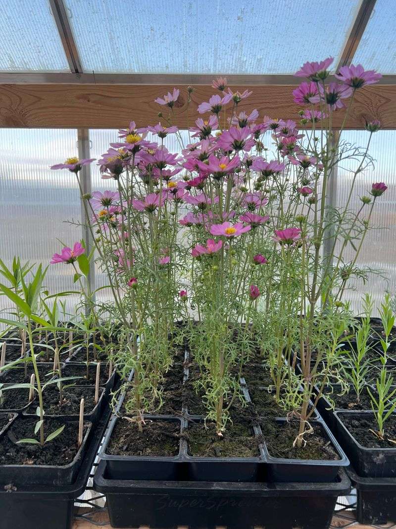 Move Potted Cosmos Indoors