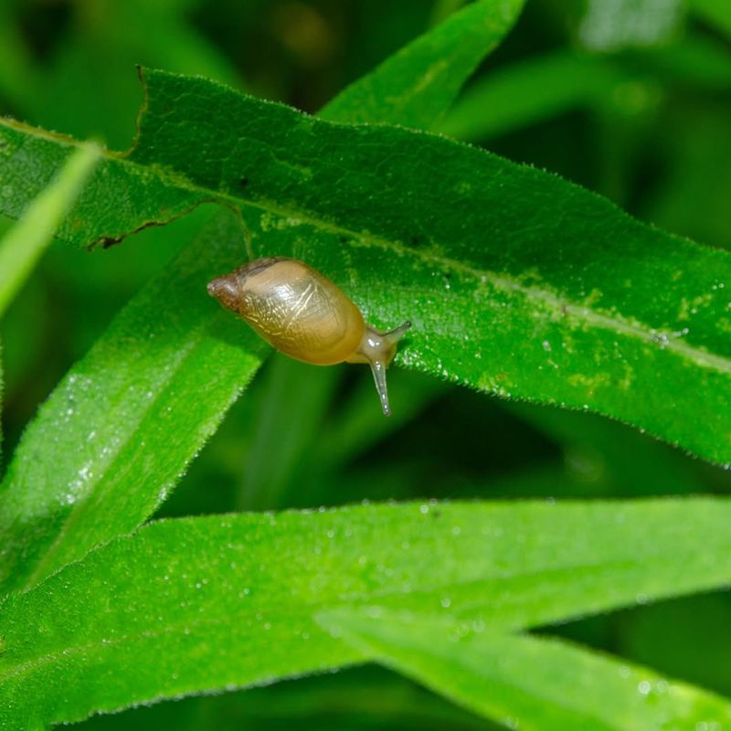 Decreasing Prey Populations