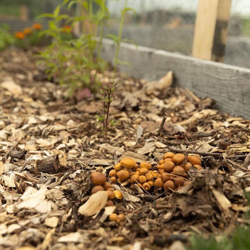 Mushroom Growth Reducer In Damp Urban Conditions