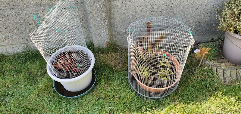 Create A Sturdy Frame Around Delicate Shrubs