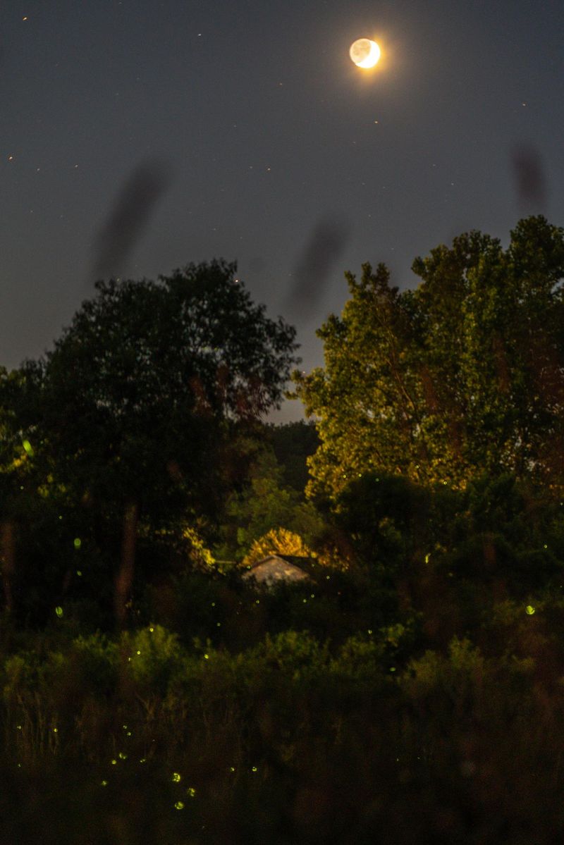 Artificial Grass and Hardscaping Trends