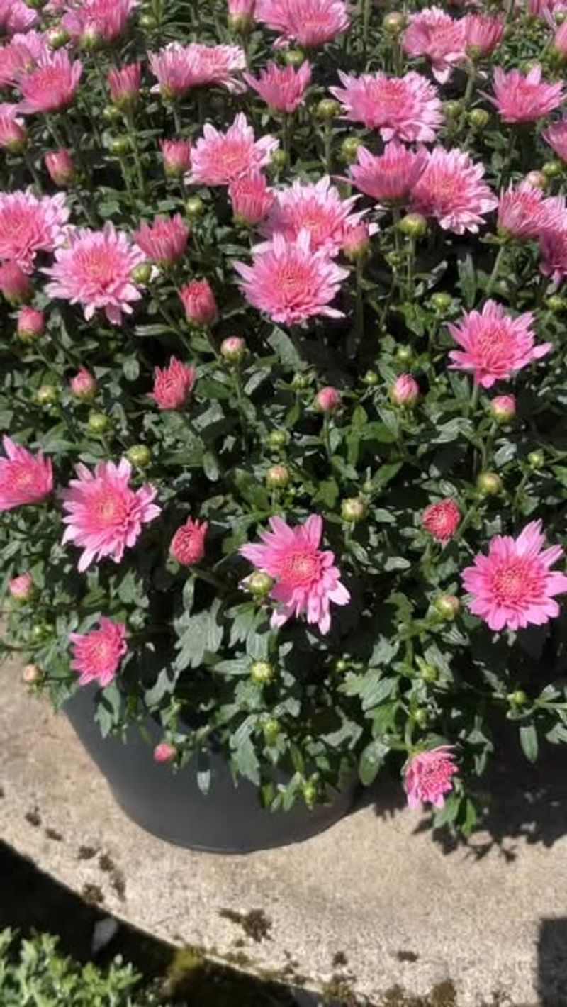 Pick The Perfect Sunny Spot