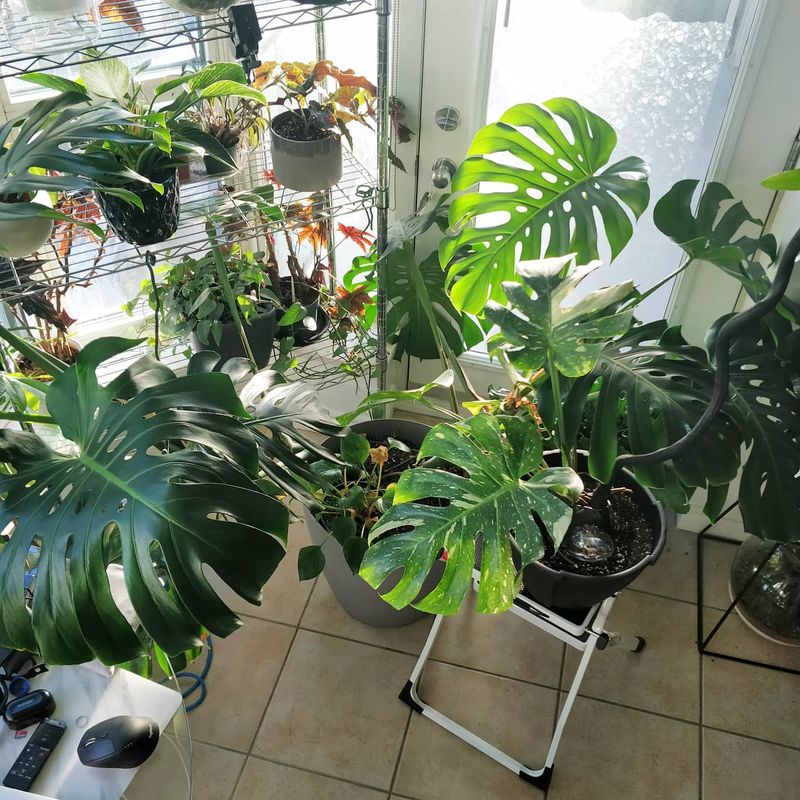 Move Plants Away From Direct Sunlight
