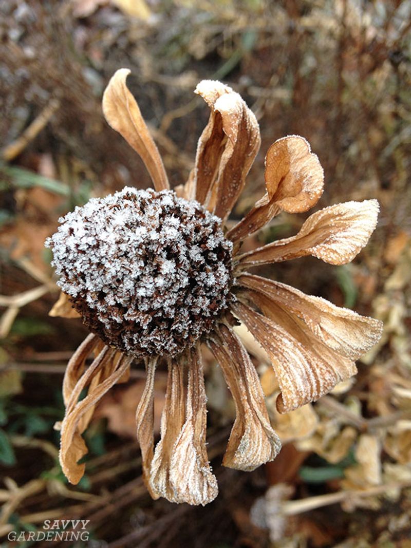 Protect From Unexpected Cold Snaps