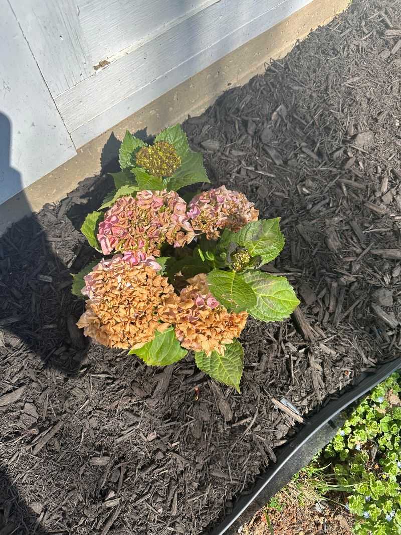 Pile Mulch High Around The Base