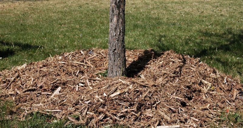 Apply A Thick Layer Of Mulch Around The Base