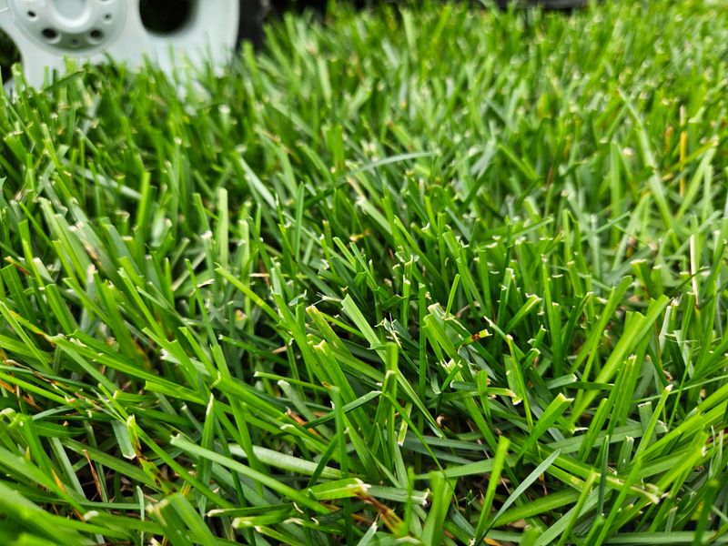 Using Dull Mower Blades