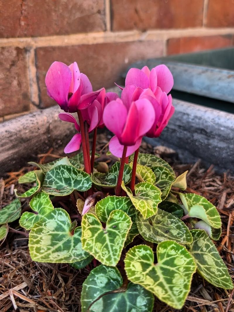 Forgetting About Frost Protection