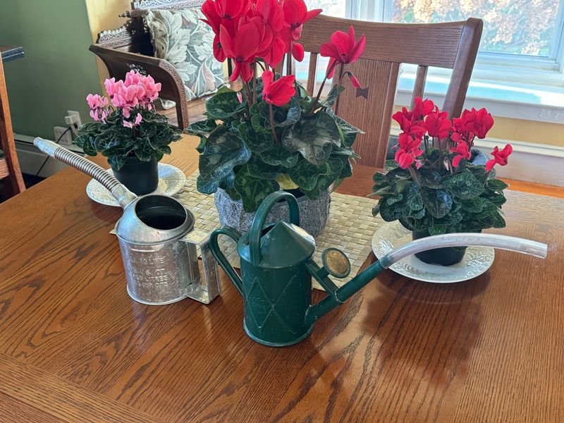 Ignoring Drainage Holes And Saucers