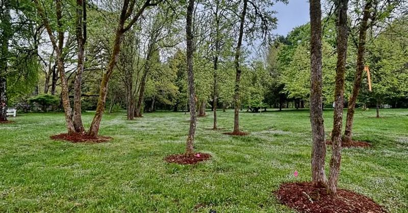 Mulching Around Plant Bases