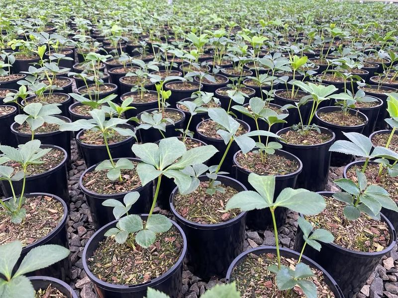 Monitoring Soil pH For Optimal Growth