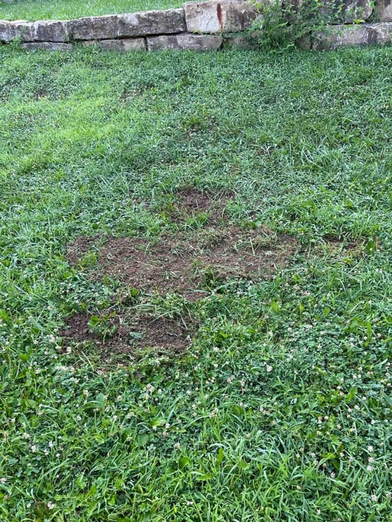 Skipping Pre-Emergent Herbicide Applications