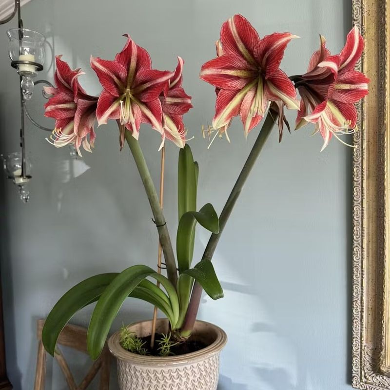Placing The Pot In A Cold, Dark Corner