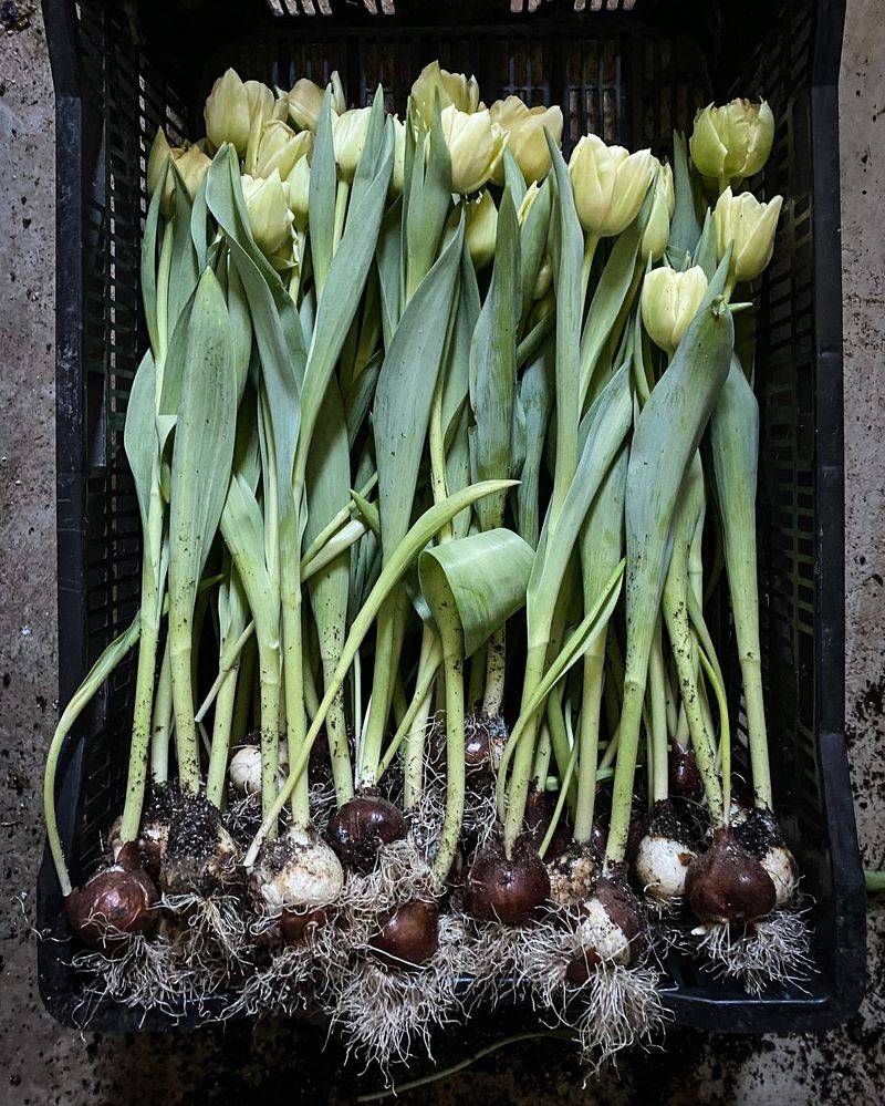1. Tulips Are Actually Perennials, Not Annuals