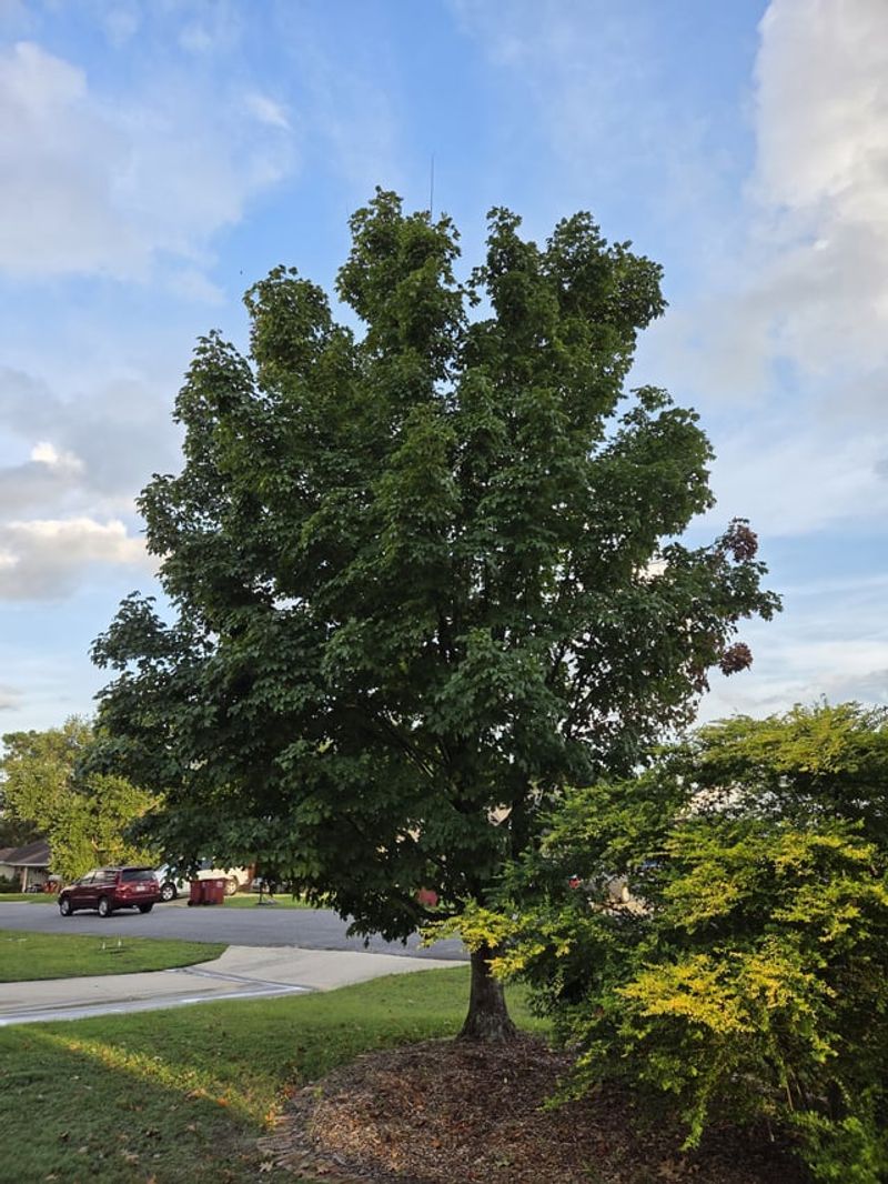 Rapid Growth Means More Nutrients