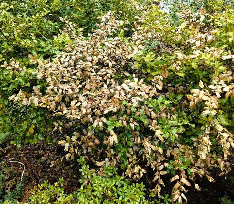 Stressed Tree And Shrub Systems