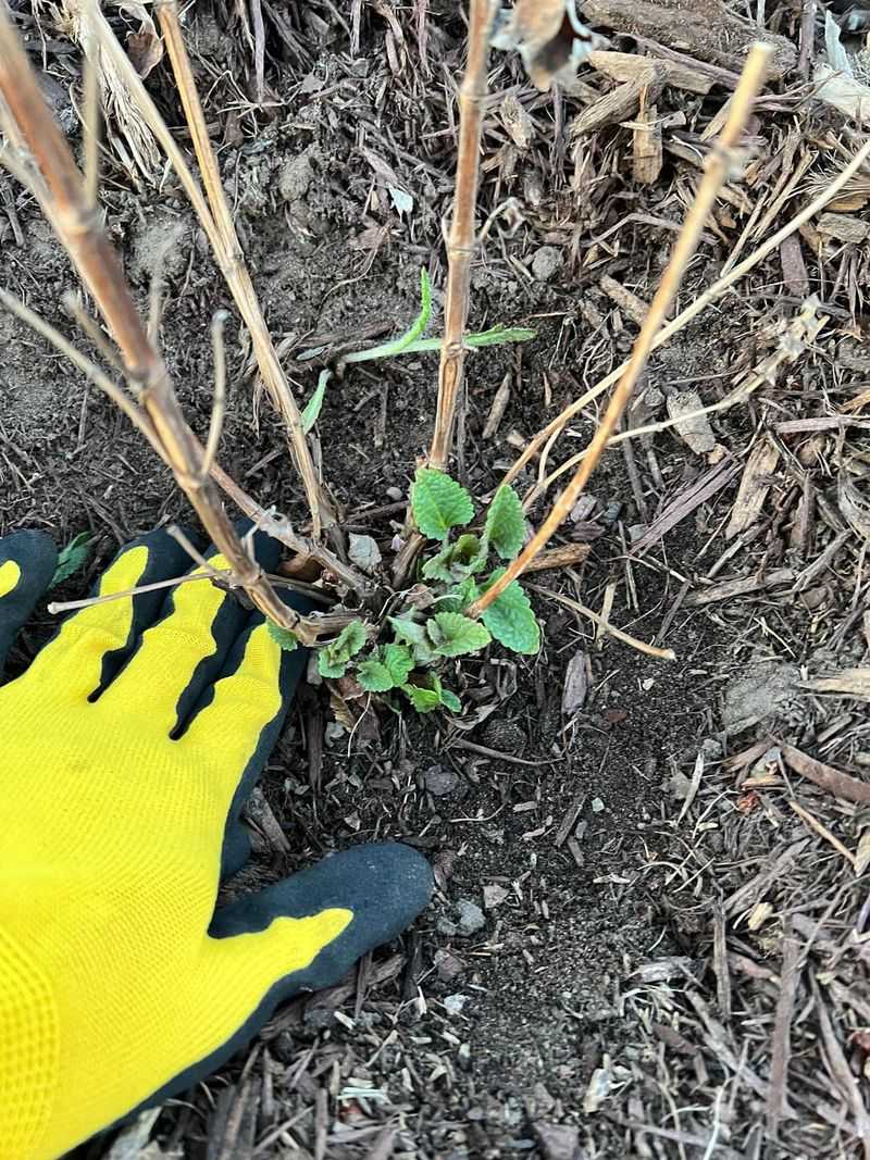 Infected Plant Debris Harbors Overwintering Spores