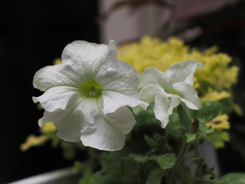 Budget-Friendly Garden Investment