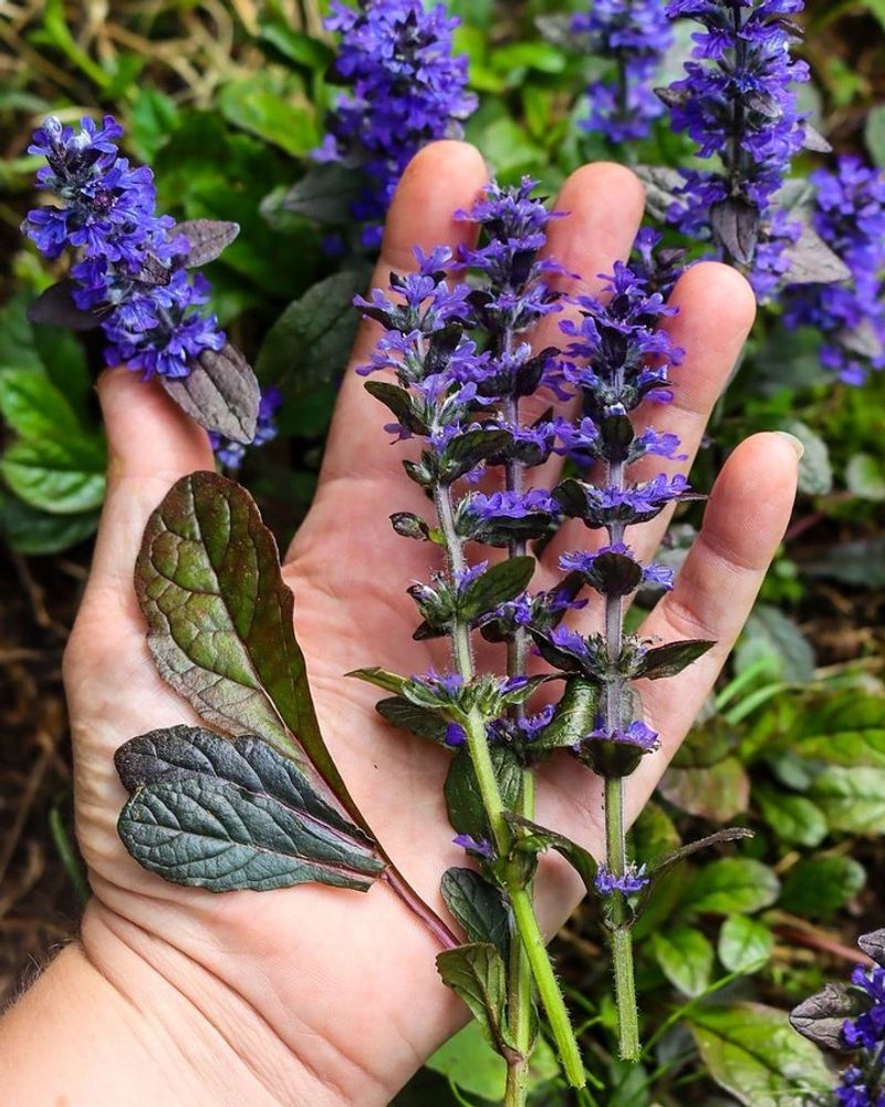 Ajuga (Bugleweed)
