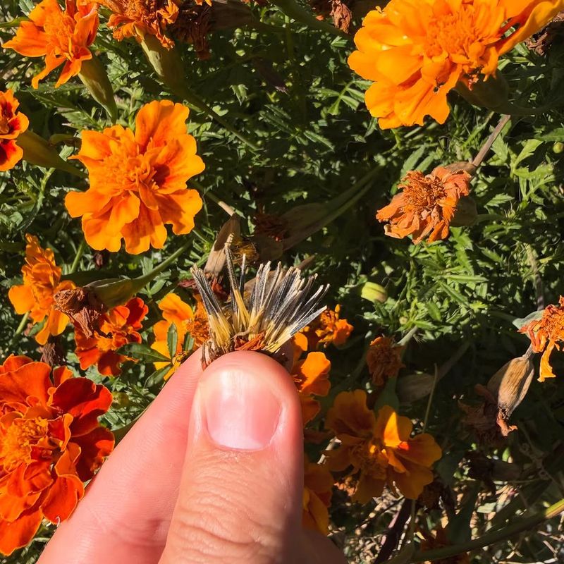 Deadheading Prevents Disease Problems