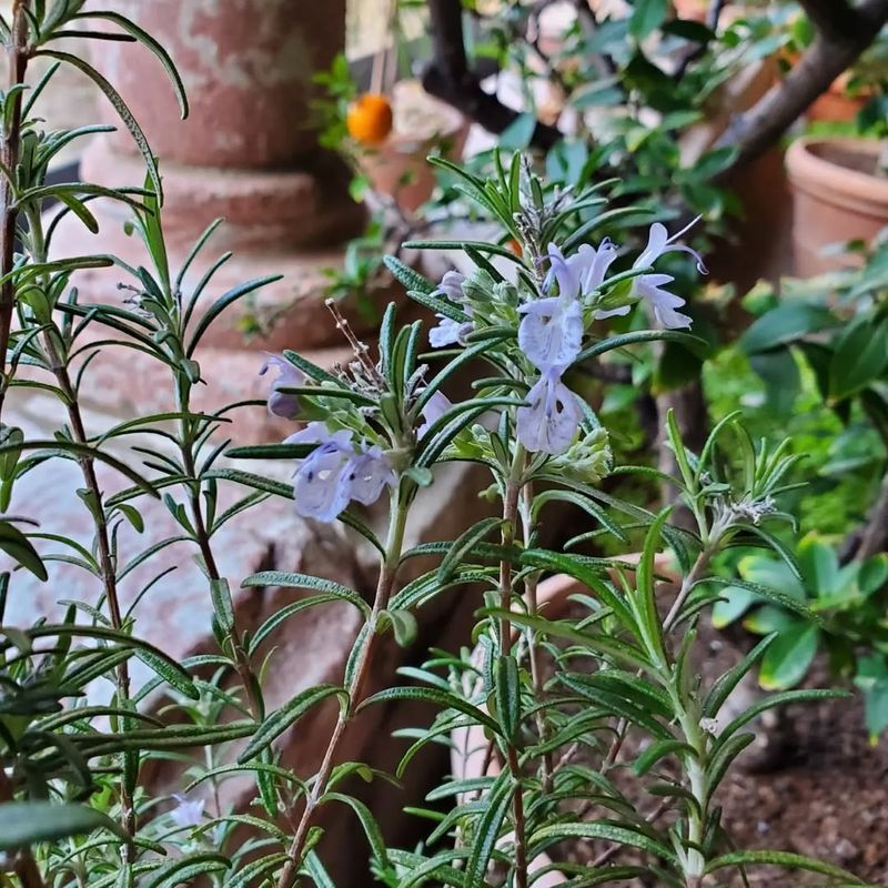 Provides Fresh Medicine Right Outside