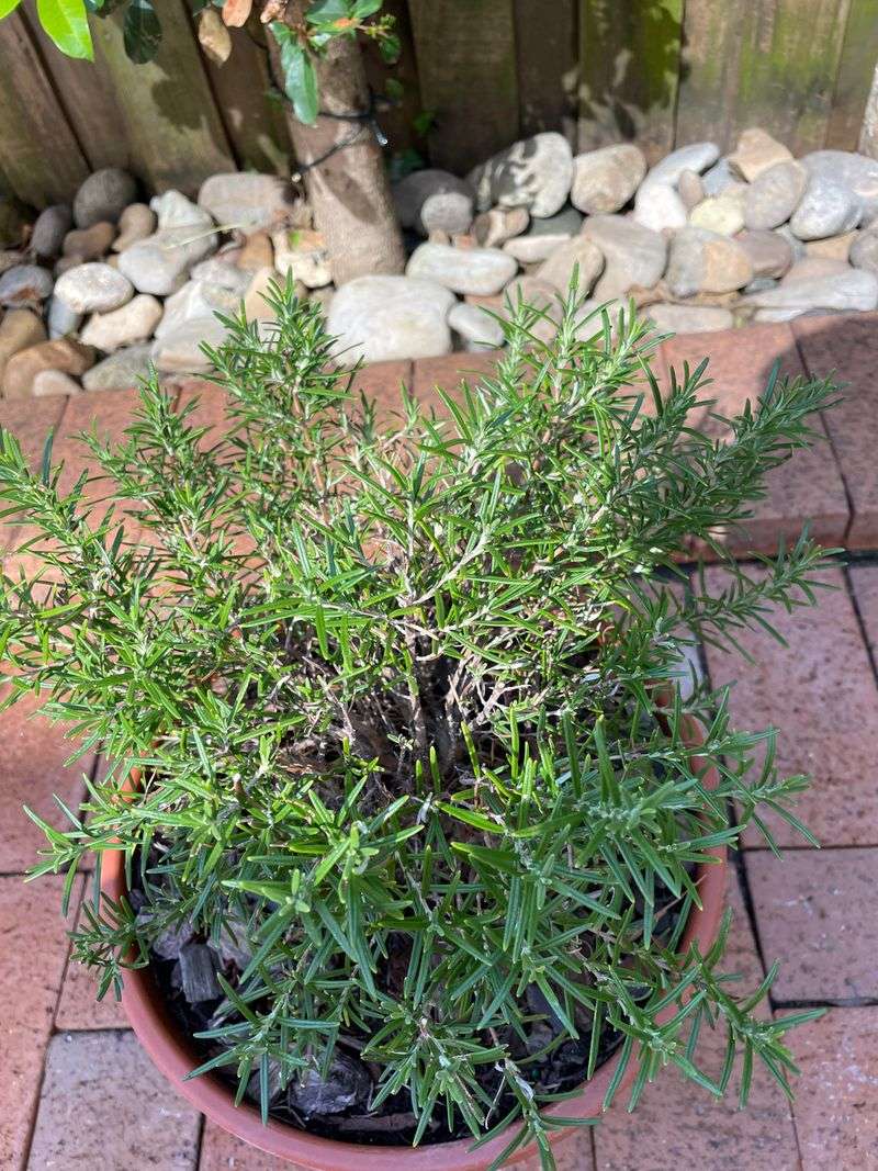 Natural Pest Repellent