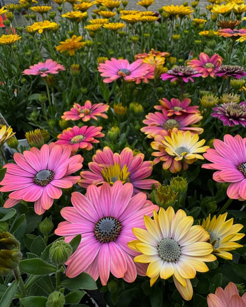 Extended Growing Season