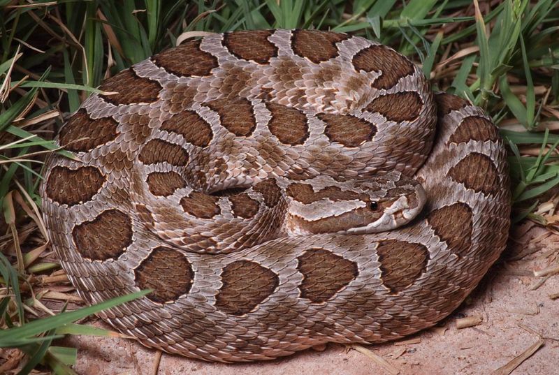 Western Massasauga Rattlesnake
