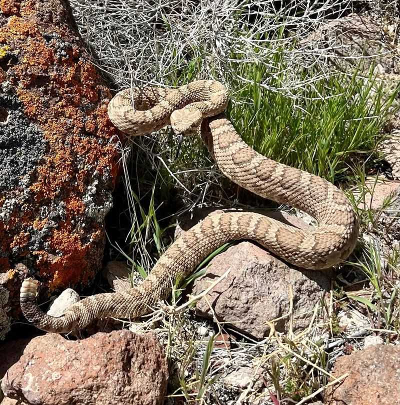 Great Basin Rattlesnake
