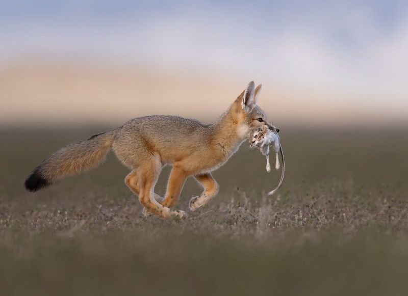Kit Fox
