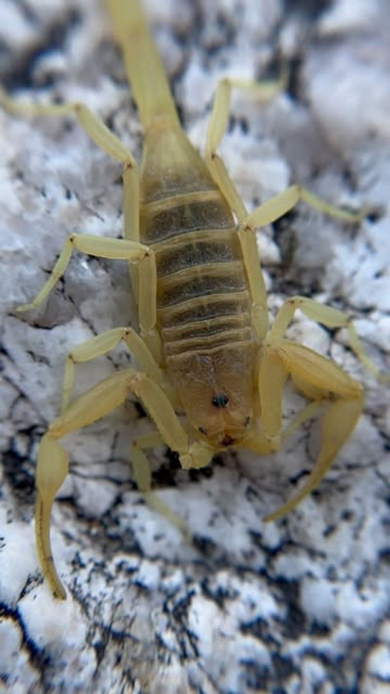 Arizona Bark Scorpion