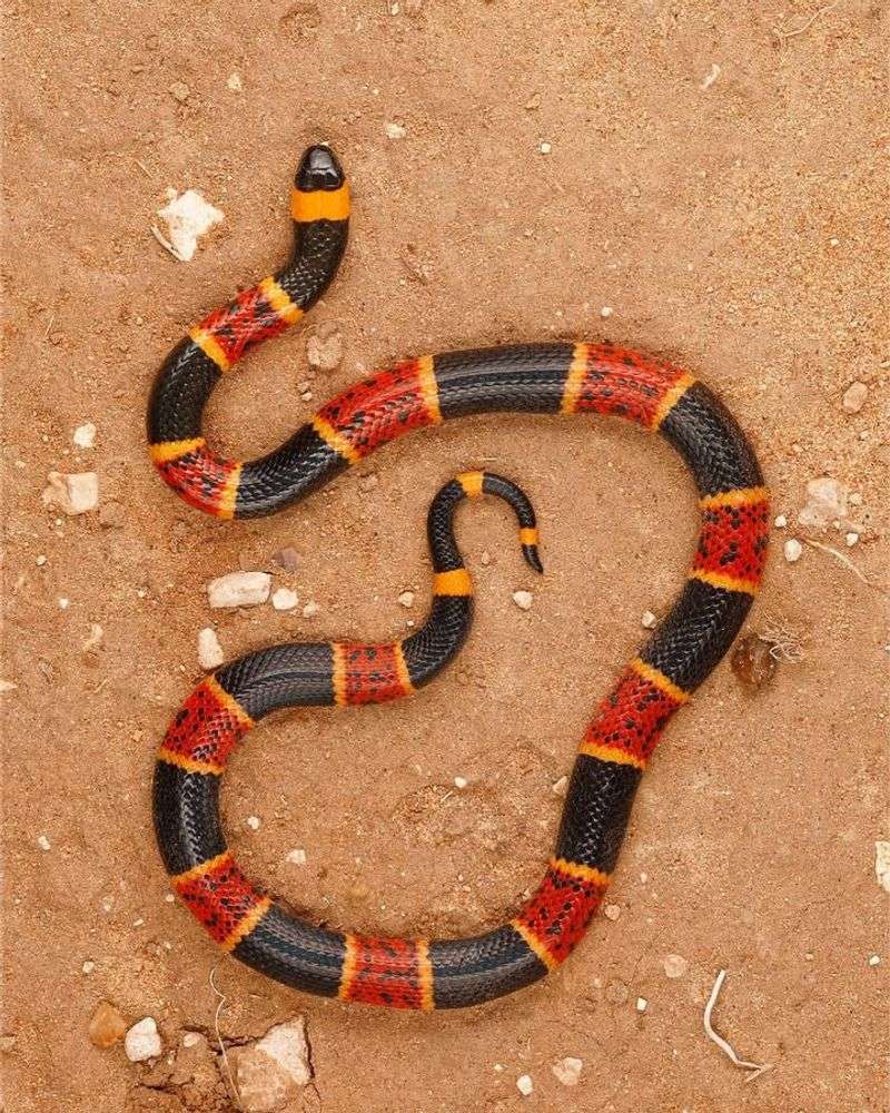 Texas Coral Snake