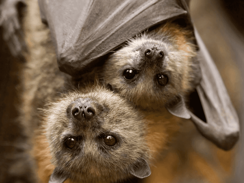 Bats (All Species)