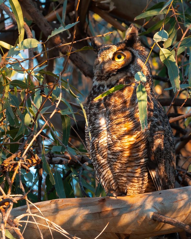 Great Horned Owl