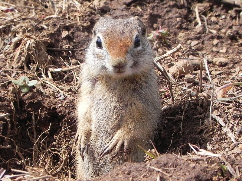 Northern Idaho Ground Squirrel