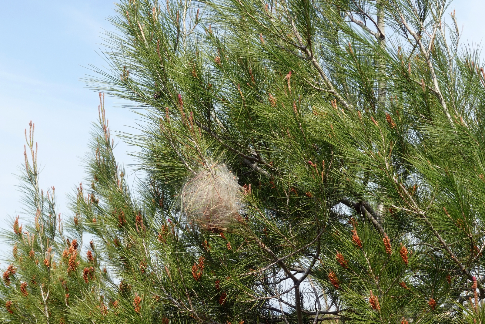 What Appears To Be A Nest In Nebraska Trees Could Be Something Else