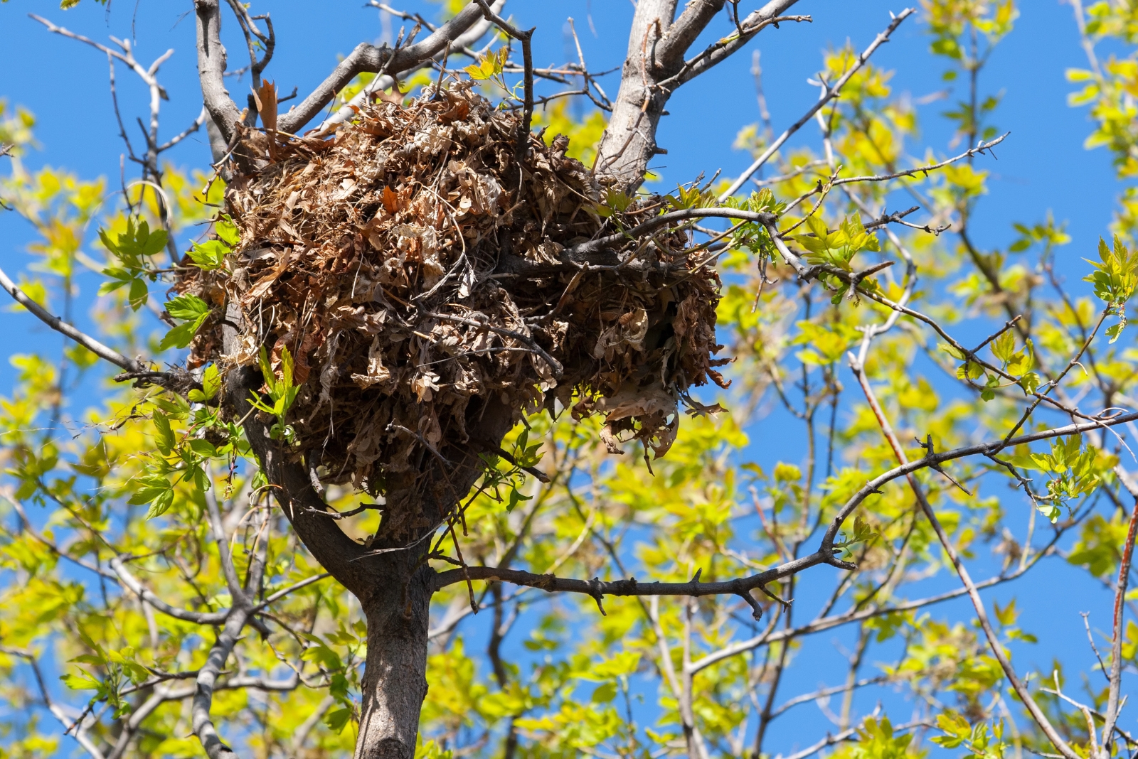 What Appears To Be A Nest In Your Georgia Tree Could Be Something Surprising